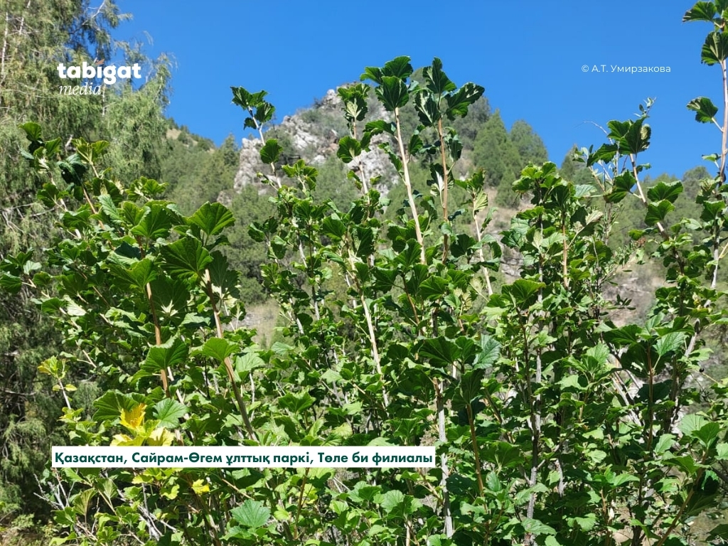 Жалаңаш ана мен апа Қолмен салынған порно комикстері